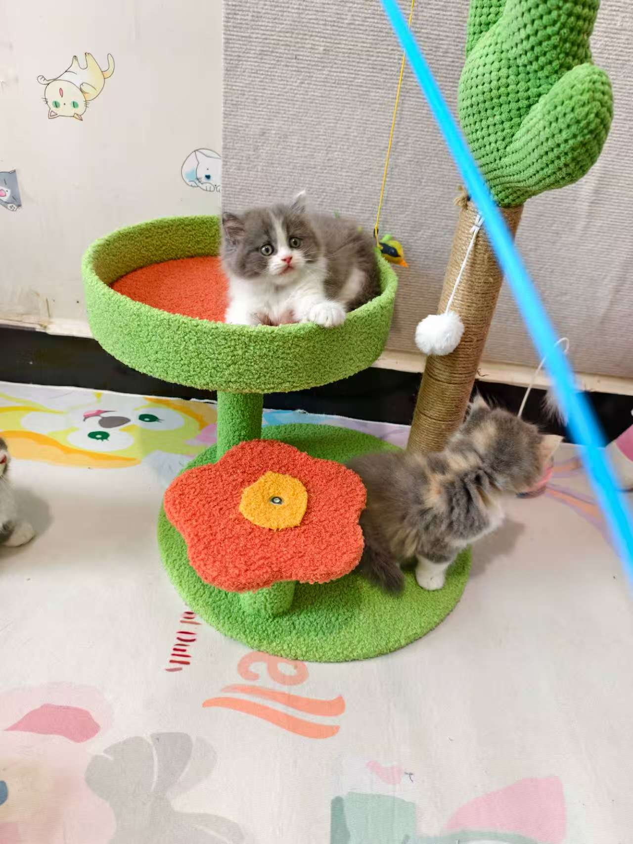 家养小猫咪 找有爱的家长